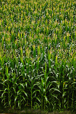 포토 JPG 주간 자연 옥수수 사람없음 야외 초록색 일본 옥수수밭 야마나시 국내포토 자연요소 아시아 컬러 밭 곡류 생태계 파일형식