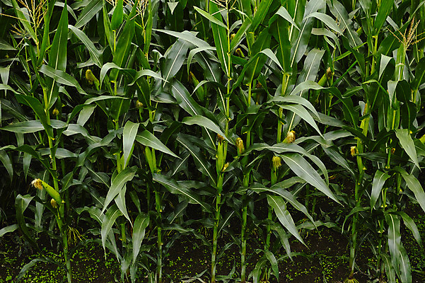 포토 JPG 주간 잎 밭 자연 옥수수 사람없음 야외 초록색 옥수수밭 야마나시 국내포토 자연요소 식물 컬러 농업 곡류 일본 생태계 파일형식