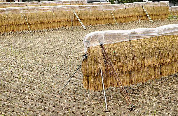 포토 JPG 주간 자연 논 풍경 사람없음 야외 농경지 일본 벼 농촌 볏집 야마나시 국내포토 자연요소 아시아 농업 곡류 농장 시골 생태계 파일형식