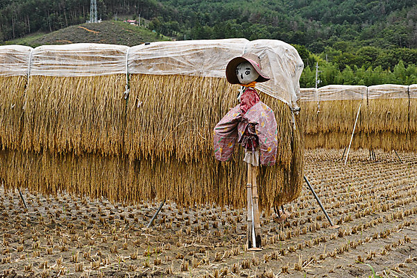 포토 JPG 주간 자연 논 풍경 사람없음 야외 농경지 일본 벼 농촌 허수아비 볏집 야마나시 국내포토 자연요소 아시아 농업 곡류 농장 시골 생태계 파일형식