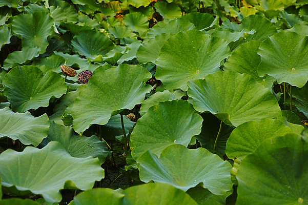 포토 JPG 주간 자연 연꽃 사람없음 야외 초록색 일본 연잎 야마나시 국내포토 자연요소 꽃 아시아 컬러 잎 생태계 파일형식