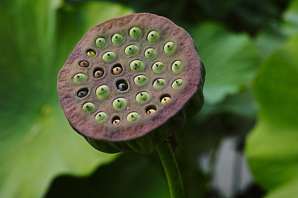 포토 JPG 주간 자연 연꽃 씨앗 근접촬영 사람없음 야외 아웃포커스 연잎 국내포토 자연요소 식물 꽃 뷰포인트 잎 촬영기법 생태계 파일형식