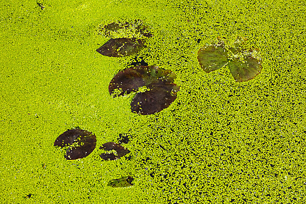 포토 JPG 주간 자연 풍경 사람없음 야외 초록색 일본 연못 연잎 야마나시 개구리밥 국내포토 자연요소 식물 아시아 컬러 잎 생태계 파일형식