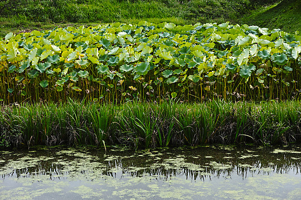 포토 JPG 주간 자연 연꽃 풍경 사람없음 야외 일본 연못 풀 연잎 야마나시 국내포토 자연요소 식물 꽃 아시아 잎 생태계 파일형식