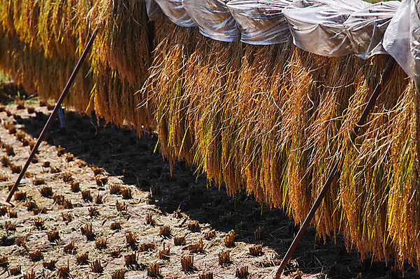 포토 JPG 주간 논 사람없음 야외 농경지 일본 벼 농촌 볏집 야마나시 국내포토 자연요소 아시아 농업 곡류 농장 시골 파일형식