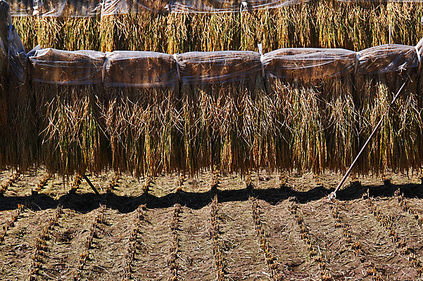 포토 JPG 주간 논 사람없음 야외 농경지 일본 벼 농촌 볏집 야마나시 국내포토 자연요소 아시아 농업 곡류 농장 시골 파일형식