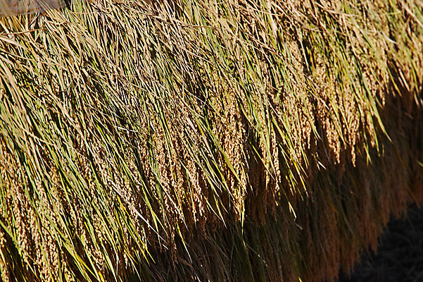 포토 JPG 주간 사람없음 야외 농경지 일본 벼 농촌 이삭 볏집 야마나시 국내포토 자연요소 아시아 곡류 농장 시골 파일형식