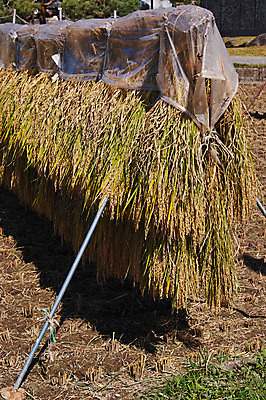 포토 JPG 주간 논 사람없음 야외 농경지 일본 벼 농촌 볏집 야마나시 국내포토 자연요소 아시아 농업 곡류 농장 시골 파일형식