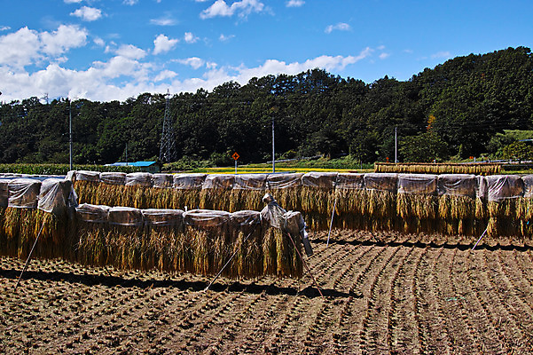 포토 JPG 주간 나무 구름 하늘 논 풍경 사람없음 야외 농경지 일본 맑음 벼 농촌 볏집 야마나시 국내포토 자연요소 식물 아시아 농업 날씨 곡류 농장 시골 파일형식