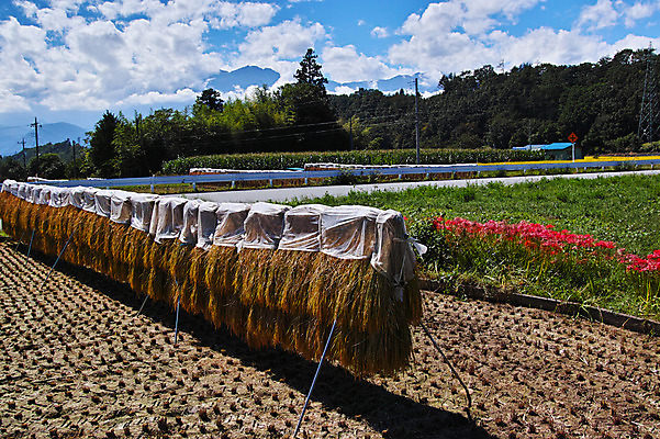 포토 JPG 주간 나무 구름 꽃 하늘 풍경 사람없음 야외 농경지 일본 벼 농촌 볏집 야마나시 국내포토 자연요소 식물 아시아 곡류 농장 시골 파일형식