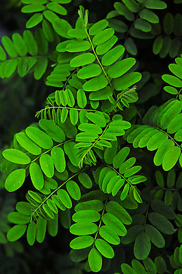 포토 JPG 자연 사람없음 초록색 풀잎 야마나시 국내포토 컬러 잎 일본 풀_식물 생태계 파일형식