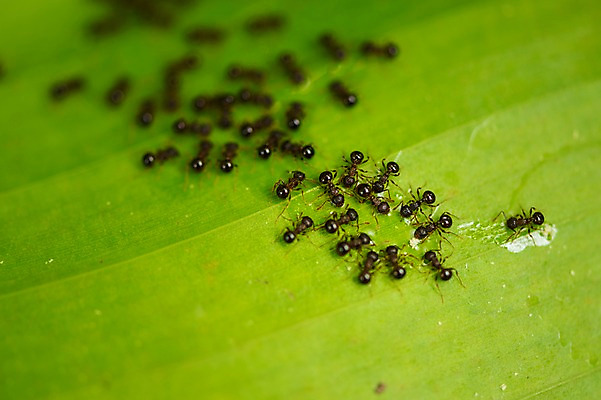 포토 JPG 여러마리 자연 나뭇잎 근접촬영 사람없음 아웃포커스 개미 국내포토 뷰포인트 다수 곤충 잎 촬영기법 생태계 파일형식