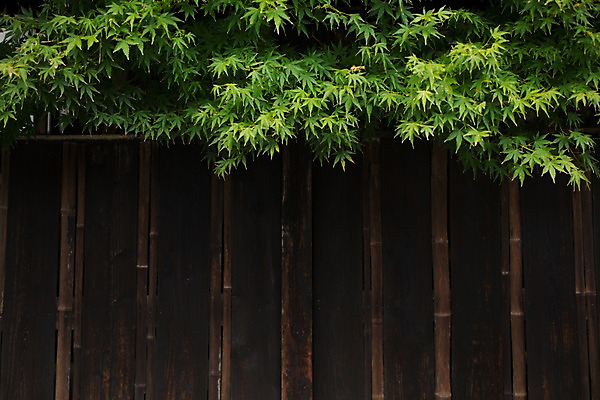 포토 JPG 주간 건축물 단풍 단풍나무 사람없음 야외 목조 목조주택 국내포토 자연요소 나무 건축 잎 파일형식