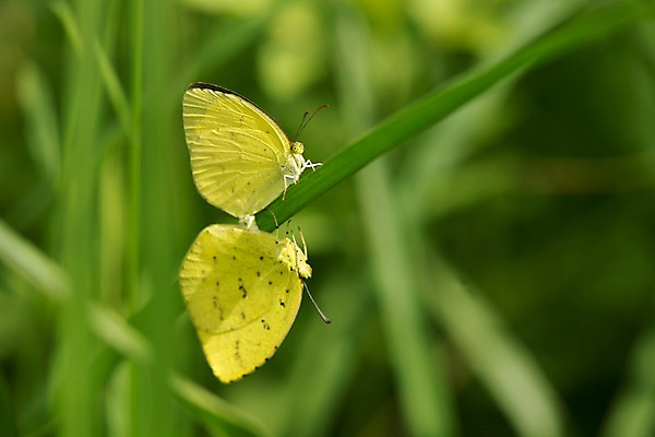 포토 JPG 주간 나비 두마리 자연 사람없음 야외 아웃포커스 풀잎 짝짓기 국내포토 자연요소 곤충 잎 2 촬영기법 풀_식물 생태계 파일형식