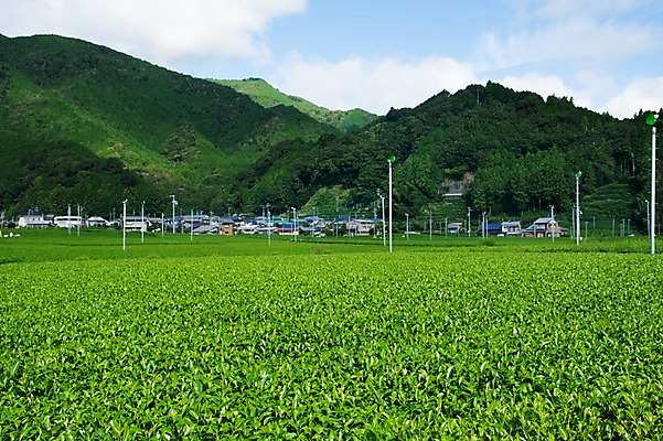 포토 JPG 주간 구름 밭 자연 하늘 산 주택 풍경 사람없음 야외 농경지 일본 농촌 차밭 시즈오카 국내포토 자연요소 아시아 농업 건물 농장 시골 생태계 파일형식