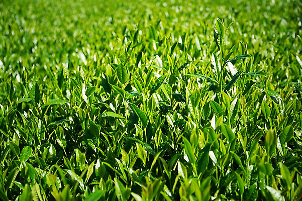 포토 JPG 주간 잎 자연 사람없음 야외 초록색 찻잎 국내포토 자연요소 식물 컬러 차_음료 생태계 파일형식