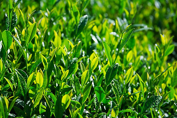 포토 JPG 주간 잎 자연 사람없음 야외 초록색 찻잎 국내포토 자연요소 식물 컬러 차_음료 생태계 파일형식