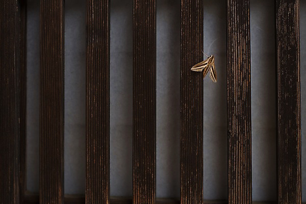 포토 JPG 한마리 백그라운드 사람없음 야외 나무기둥 나방 국내포토 1 곤충 파일형식