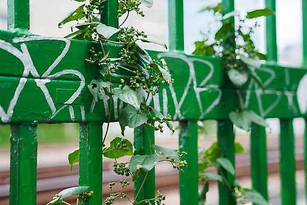 포토 JPG 주간 열매 사람없음 야외 아웃포커스 초록색 울타리 담쟁이덩굴 국내포토 자연요소 식물 컬러 촬영기법 담장 덩굴 파일형식