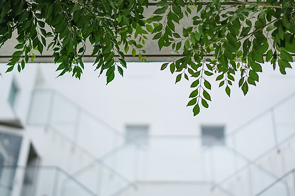 포토 JPG 주간 나뭇잎 거리풍경 사람없음 야외 아웃포커스 국내포토 자연요소 잎 거리 촬영기법 풍경 파일형식