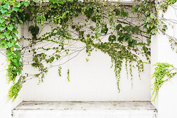 포토 JPG 주간 거리풍경 사람없음 야외 담장 담쟁이덩굴 국내포토 자연요소 거리 풍경 덩굴 파일형식