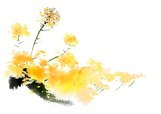 PSD 꽃 일러스트 캘리그라피 붓터치 사람없음 노란색 국내일러스트 식물 컬러 파일형식