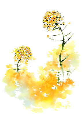 PSD 꽃 일러스트 캘리그라피 붓터치 사람없음 노란색 번짐 국내일러스트 식물 컬러 파일형식 효과