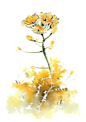 PSD 일러스트 캘리그라피 붓터치 사람없음 노란색 유채 번짐 국내일러스트 꽃 컬러 파일형식 효과