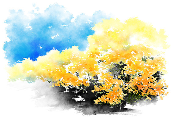 PSD 꽃 일러스트 캘리그라피 하늘 붓터치 사람없음 노란색 번짐 국내일러스트 식물 컬러 파일형식 효과