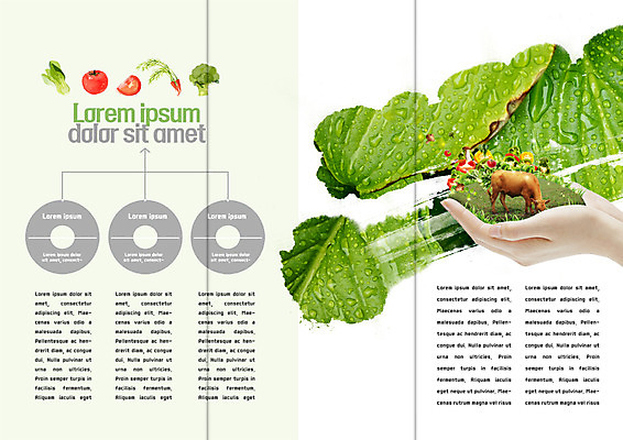 PSD 템플릿 표지디자인 북디자인 손 출판디자인 내지 리플렛 토마토 북커버 3단접지 팜플렛 신체부위 가축 당근 물방울 소 브로콜리 유기농 청경채 이미지템플릿 동물 웰빙 채소 포유류 뿌리채소 사람 파일형식
