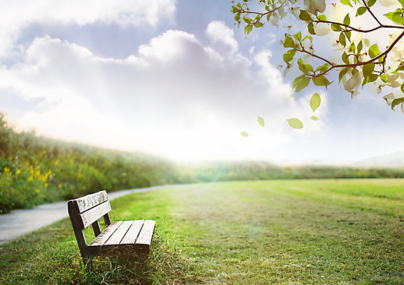 PSD 구름 편집 편집이미지 꽃 벤치 자연 하늘 나뭇잎 잔디 사람없음 나뭇가지 이미지편집 자연요소 나무 식물 잎 의자 생태계 파일형식