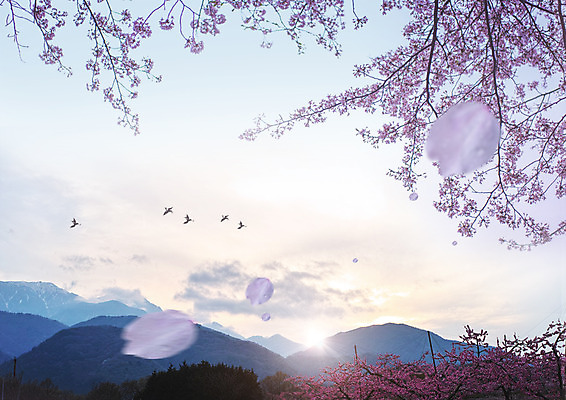 PSD 구름 편집 편집이미지 꽃잎 꽃 자연 조류 하늘 산 사람없음 봄 벚꽃 나뭇가지 이미지편집 자연요소 나무 식물 동물 계절 생태계 파일형식