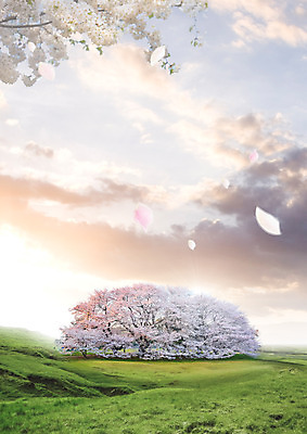 PSD 나무 구름 편집 편집이미지 꽃잎 꽃 자연 하늘 초원 사람없음 노을 봄 벚꽃 나뭇가지 낙화 이미지편집 자연요소 식물 계절 생태계 파일형식