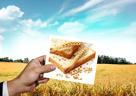 PSD 구름 편집 편집이미지 손 하늘 곡류 논 신체부위 식빵 유기농 이삭 이미지편집 자연요소 웰빙 빵 농업 사람 파일형식