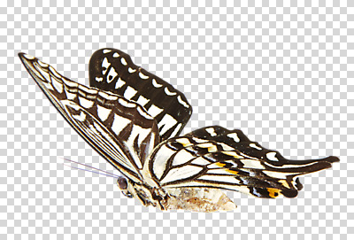 편집이미지 나비 곤충 절지류 사람없음 호랑나비 PNG 편집소스 동물 파일형식