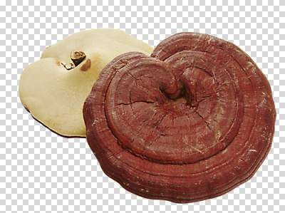 편집이미지 재료 건강 사람없음 버섯 한의학 한약재 한약 건강식품 PNG 영지버섯 편집소스 음식 의학 약 약재 파일형식