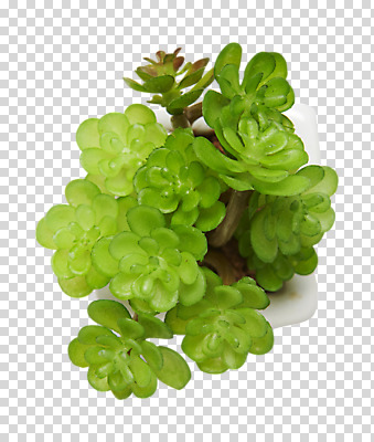 식물 편집이미지 화분 사람없음 PNG 다육식물 편집소스 파일형식