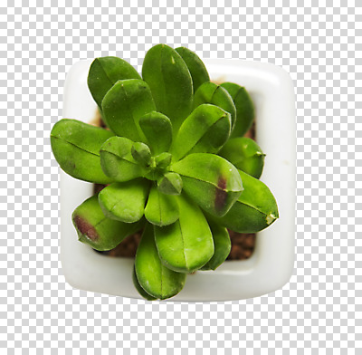 식물 편집이미지 화분 사람없음 하이앵글 PNG 다육식물 편집소스 뷰포인트 파일형식