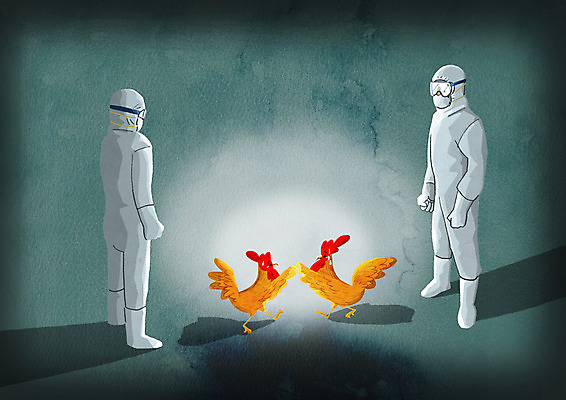 전신 PSD 남자 두마리 일러스트 그림자 성인 두명 닭 사회이슈 조류독감 폐사 방역복 국내일러스트 옷 컨셉 2 조류 사람 방역 전염병 파일형식