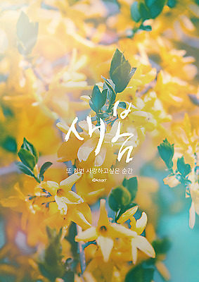 PSD 편집이미지 포스터 캘리그라피 사람없음 봄 개나리 이미지편집 계절 꽃 파일형식