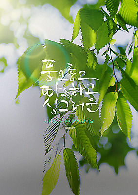 PSD 편집이미지 포스터 잎 캘리그라피 사람없음 봄 싱그러움 풍요 이미지편집 식물 계절 컨셉 파일형식