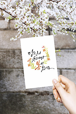 PSD 편집이미지 손 손글씨 포스터 캘리그라피 수채화 돌담 들기 신체부위 봄 벚꽃 엽서 이미지편집 계절 꽃 모션 사람 담장 돌_바위 편지 파일형식