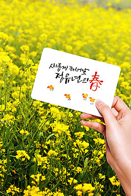 PSD 편집이미지 손 손글씨 꽃 포스터 캘리그라피 수채화 들기 신체부위 봄 유채 엽서 정유년 이미지편집 식물 계절 모션 사람 편지 파일형식 2017년