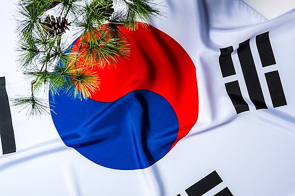 포토 JPG 스튜디오촬영 문화 한국 사람없음 소나무 국기 태극기 삼일절 애국심 광복절 국내포토 나무 아시아 실내 공휴일 국경일 파일형식