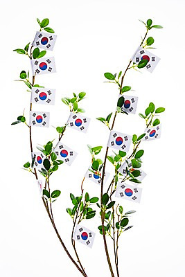 포토 JPG 스튜디오촬영 나무 문화 나뭇잎 한국 누끼 사람없음 국기 태극기 삼일절 애국심 광복절 국내포토 식물 아시아 잎 실내 공휴일 국경일 파일형식