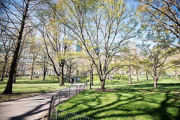 포토 JPG 주간 나무 공원 길 풍경 잔디 사람없음 야외 미국 봄 도시 뉴욕 센트럴파크 국내포토 자연요소 식물 계절 공공시설 북아메리카 파일형식