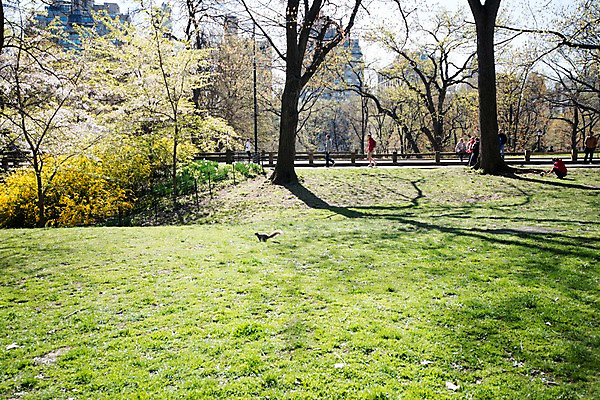 포토 JPG 주간 한마리 길 사람 풍경 잔디 여러명 야외 미국 봄 뉴욕 다람쥐 센트럴파크 국내포토 자연요소 식물 1 계절 다수 북아메리카 설치류 파일형식