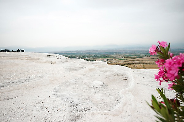 포토 JPG 주간 꽃 여행 사람없음 야외 아웃포커스 흐림 석회 파묵칼레 튀르키예 국내포토 자연요소 식물 아시아 날씨 촬영기법 파일형식