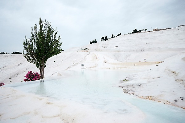 포토 JPG 주간 나무 꽃 여행 풍경 사람없음 야외 온천 돌_바위 흰색 석회 파묵칼레 튀르키예 국내포토 자연요소 식물 아시아 컬러 스파 파일형식
