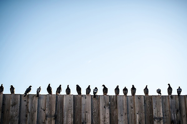 포토 JPG 주간 유럽 여러마리 하늘 사람없음 야외 일상 프랑스 비둘기 파리_프랑스 트로카데로광장 국내포토 자연요소 나라 다수 조류 라이프 광장 파리 파일형식